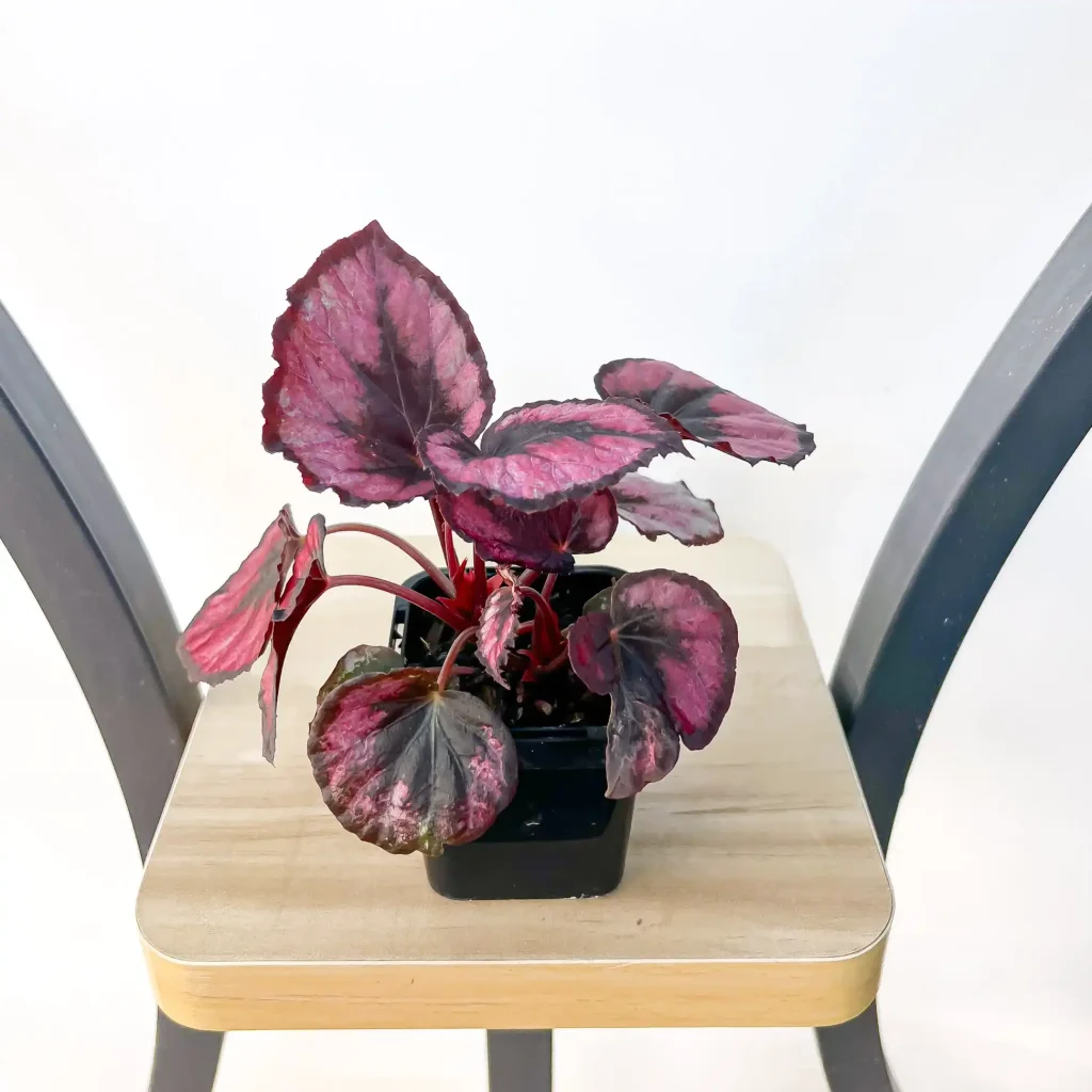 IMG_9733 رد کیس