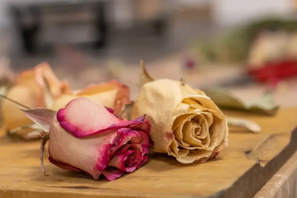 خشک کردن گل رز
