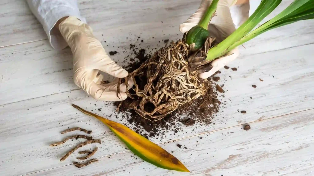 آفات خاکزی و نقش آن‌ها در تخریب ریشه