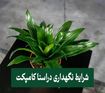 شرایط نگهداری گیاه دراسنا کامپکت