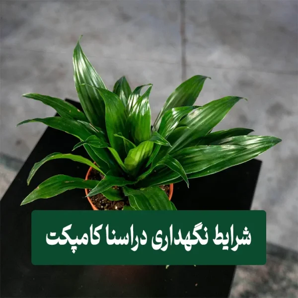 شرایط نگهداری گیاه دراسنا کامپکت
