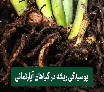 پوسیدگی ریشه در گیاهان آپارتمانی