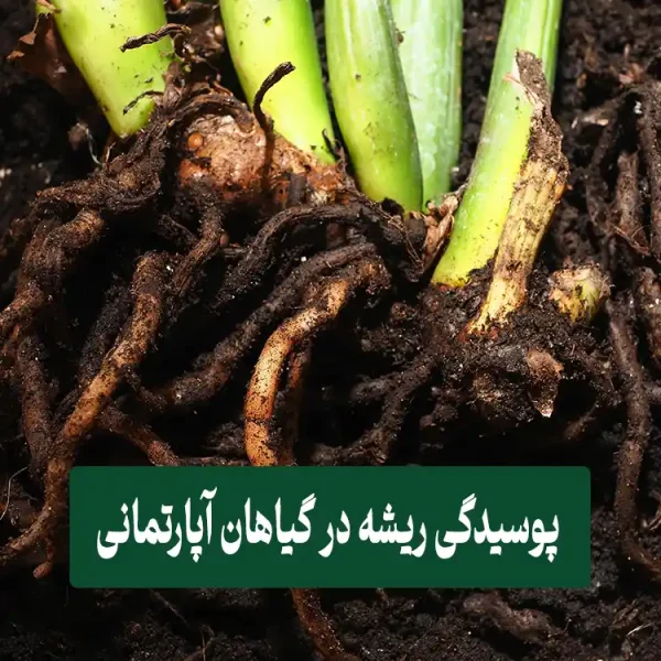 صفحه اصلی 6 پوسیدگی ریشه در گیاهان آپارتمانی