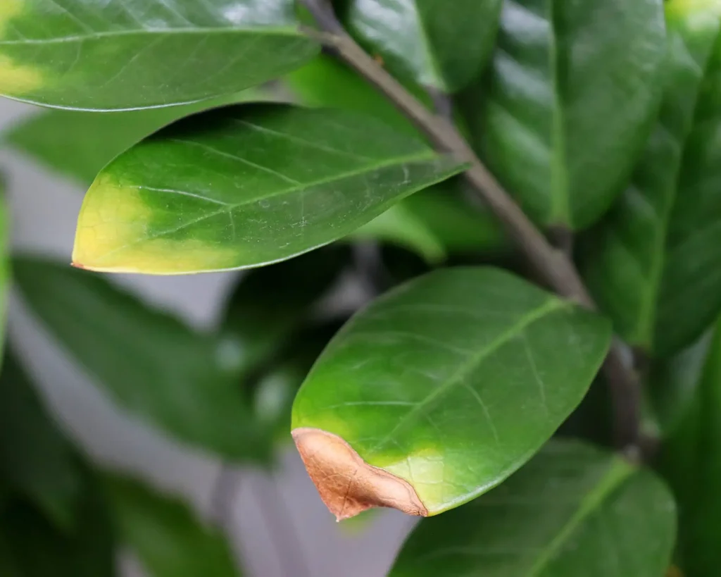 Browning of Zamioculcas leaf tips قهوهای شدن نوک برگ زاموفیلیا
