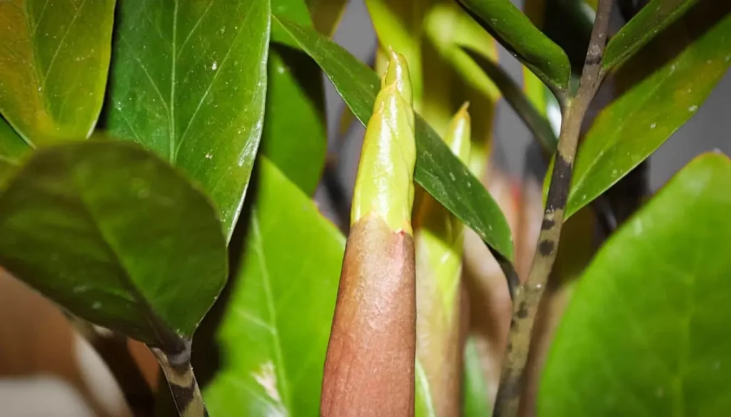ZZ-plant-Zamioculcas-zamiifolia-new-growth لکههای سیاه روی ساقه زاموفیلیا