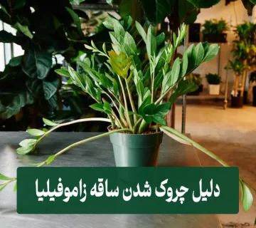 دلیل چروک شدن ساقه زاموفیلیا
