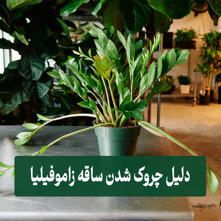 دلیل چروک شدن ساقه زاموفیلیا
