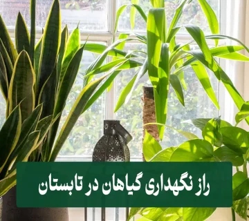 نگهداری گیاهان در تابستان
