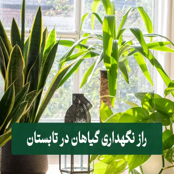نگهداری گیاهان در تابستان
