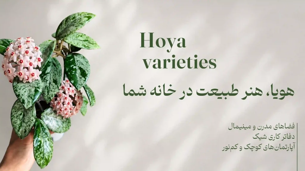 varigate hoya خرید هویا