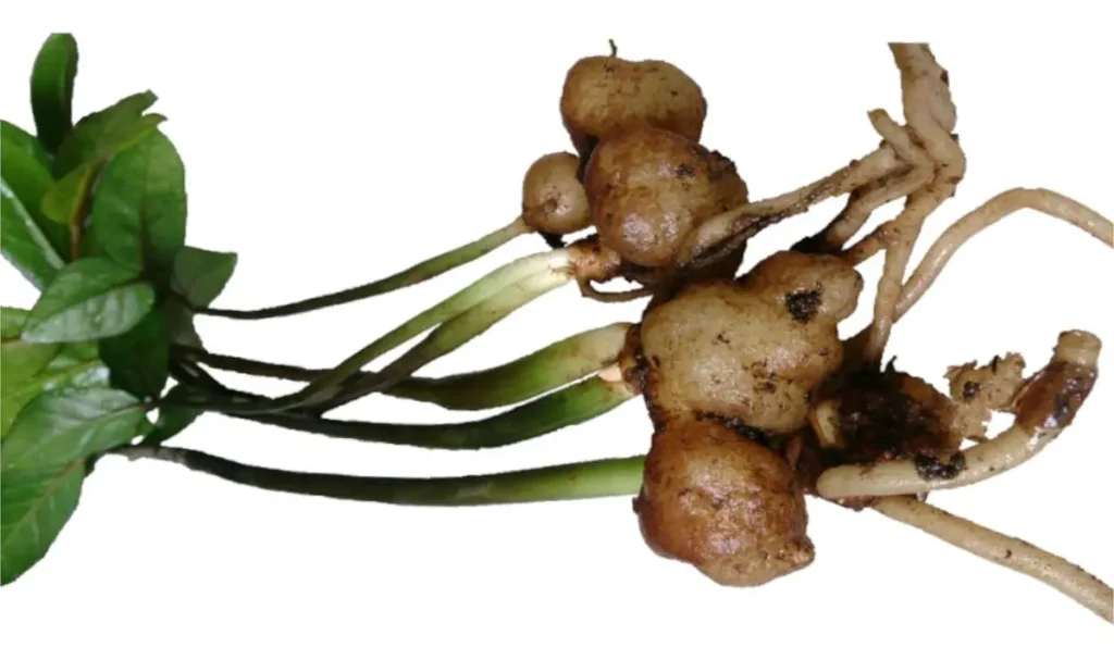 zamioculcas-root-division نازک شدن ساقه زاموفیلیا