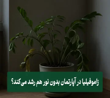 آیا زاموفیلیا در آپارتمان بدون نور هم رشد می‌کند