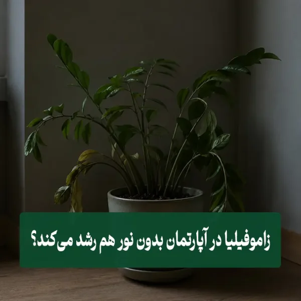 آیا زاموفیلیا در آپارتمان بدون نور هم رشد می‌کند