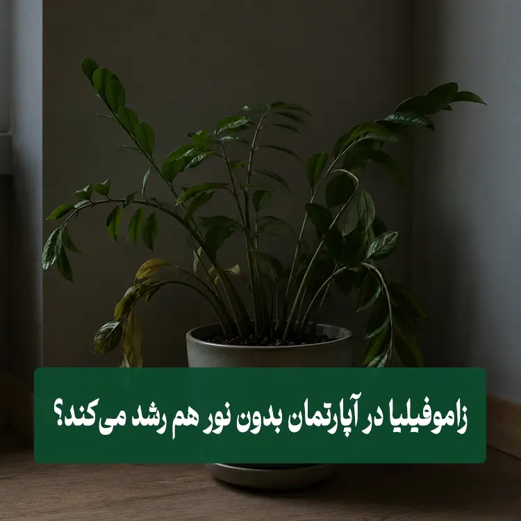 آیا زاموفیلیا در آپارتمان بدون نور هم رشد می‌کند