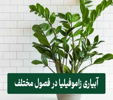 آبیاری زاموفیلیا در فصول مختلف سال