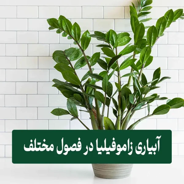 آبیاری زاموفیلیا در فصول مختلف سال