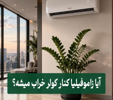 آیا زاموفیلیا کنار کولر خراب میشه