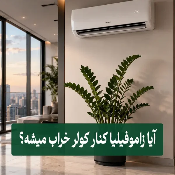 Will Zamioculcas rot next to an air conditioner? آیا زاموفیلیا کنار کولر خراب میشه