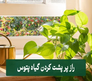 پر پشت کردن پتوس
