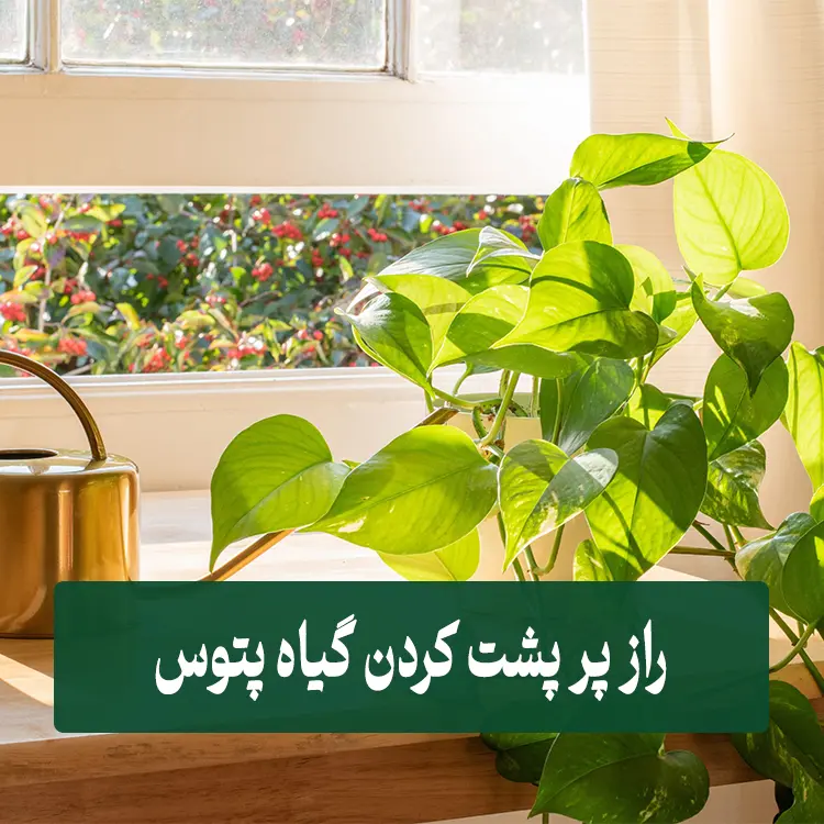 پر پشت کردن پتوس 1 پر پشت کردن پتوس