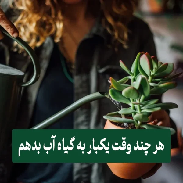How often should I water the plant? آبیاری گیاهان