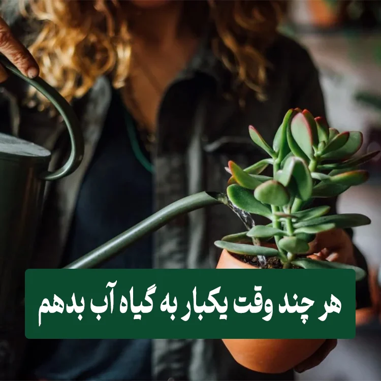 آبیاری گیاهان