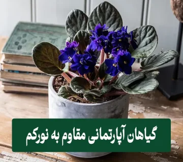 گیاهان آپارتمانی مقاوم به نور کم