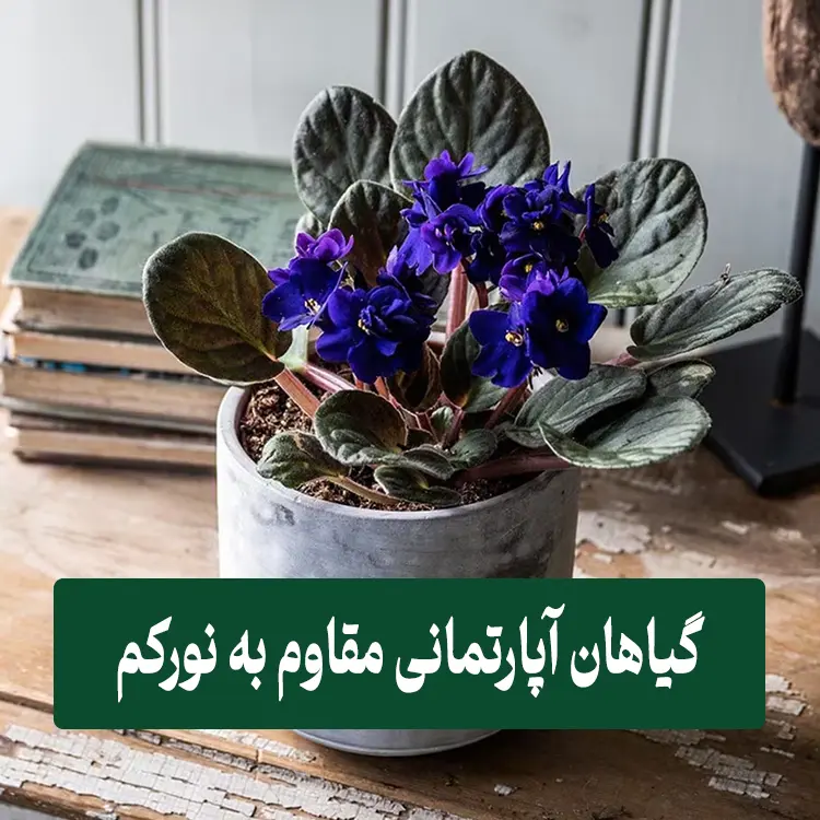 گیاهان آپارتمانی مقاوم به نور کم 1 گیاهان آپارتمانی مقاوم به نور کم