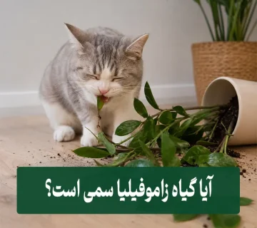 آیا زاموفیلیا سمی است
