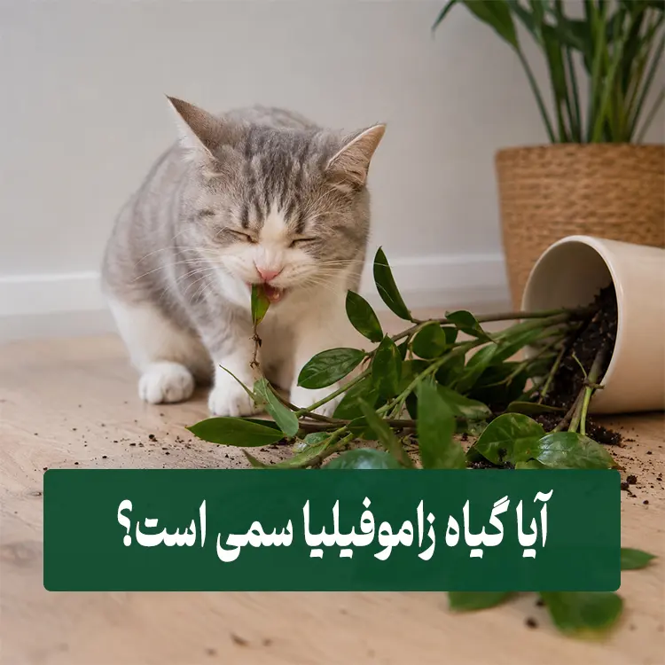آیا زاموفیلیا سمی است 1 آیا زاموفیلیا سمی است