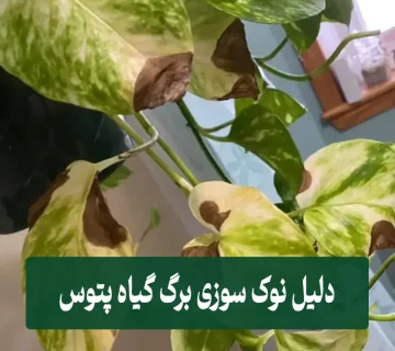 دلیل سوختن نوک برگ های پتوس
