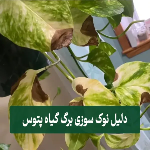 Reasons for burning the tips of Pothos leaves دلیل سوختن نوک برگ های پتوس