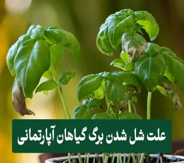 علت شل شدن برگ گیاهان آپارتمانی