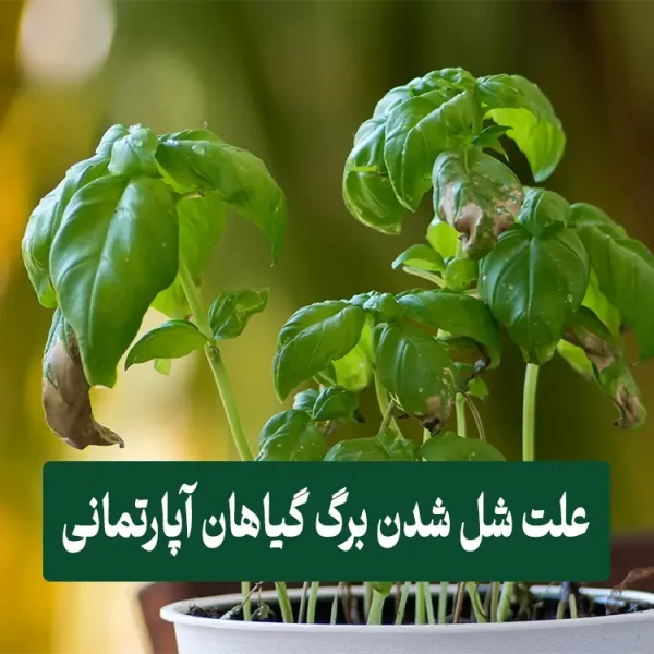 علت شل شدن برگ گیاهان آپارتمانی
