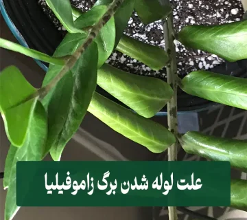 علت لوله شدن برگ زاموفیلیا
