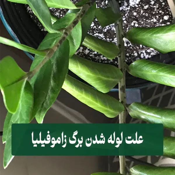 Zamioculcas leaf curling علت لوله شدن برگ زاموفیلیا