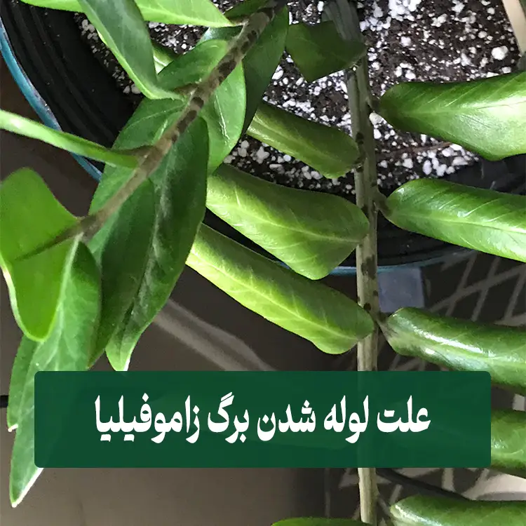 علت لوله شدن برگ زاموفیلیا