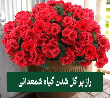 راز پر گل شدن شمعدانی