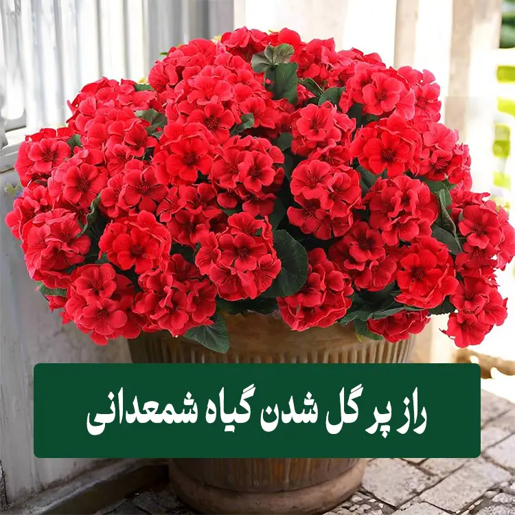 راز پر گل شدن شمعدانی 1 راز پر گل شدن شمعدانی
