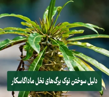 دلیل سوختن نوک برگ های نخل ماداگاسکار