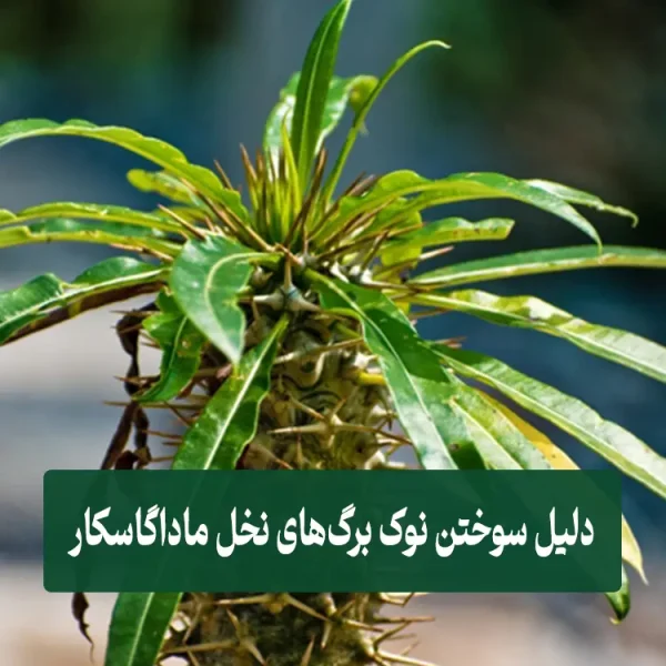 دلیل سوختن نوک برگ های نخل ماداگاسکار