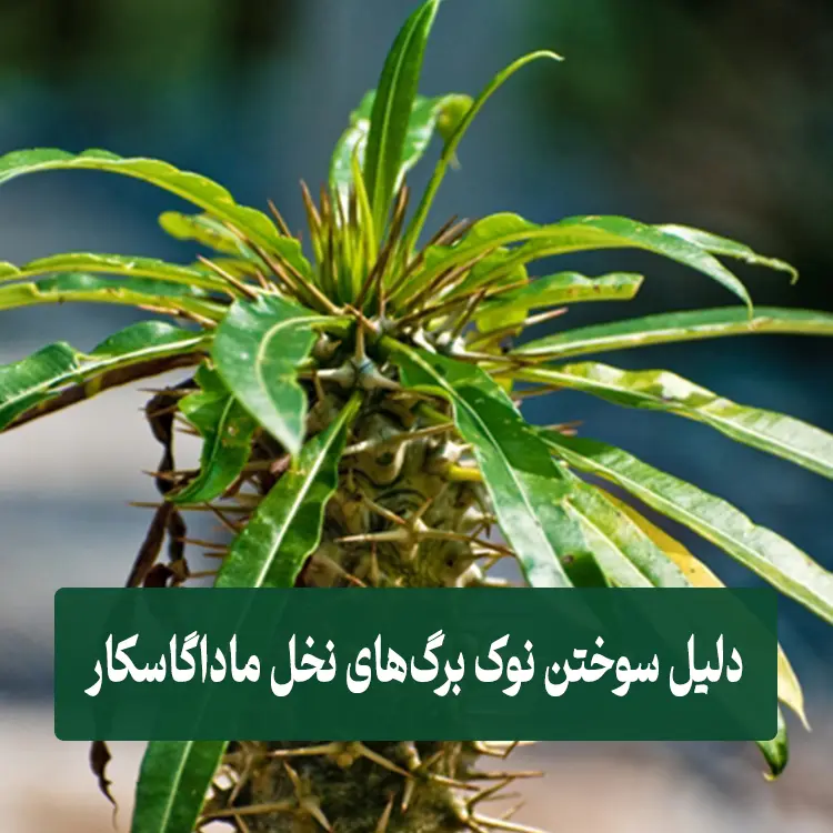 دلیل سوختن نوک برگ های نخل ماداگاسکار