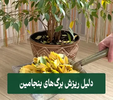 دلیل ریزش برگ گیاه بنجامین