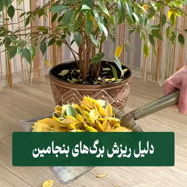 Reasons for Benjamin plant leaf fall دلیل ریزش برگ گیاه بنجامین