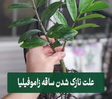 علت نازک شدن ساقه زاموفیلیا