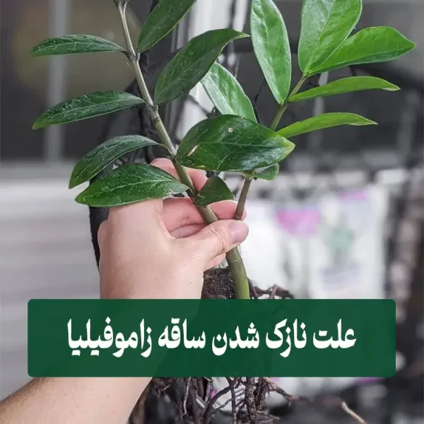 علت نازک شدن ساقه زاموفیلیا