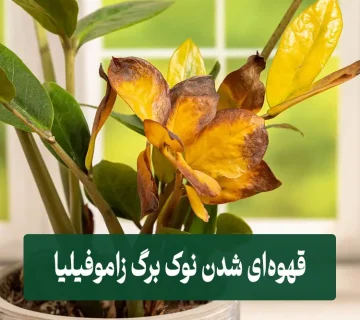 قهوه‌ای شدن نوک برگ زاموفیلیا
