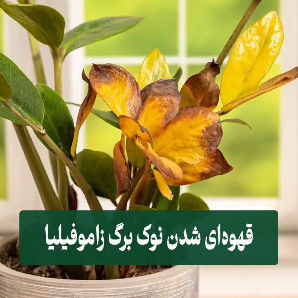 قهوه‌ای شدن نوک برگ زاموفیلیا