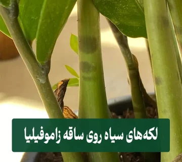 لکه‌های سیاه روی ساقه زاموفیلیا