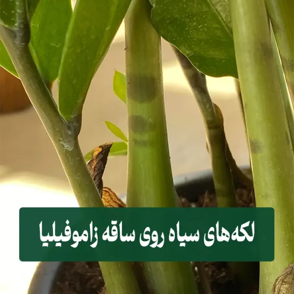 Black spots on Zamioculcas stems لکههای سیاه روی ساقه زاموفیلیا
